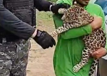 Filhote de onça é resgatado no interior do AM