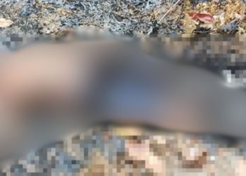 Ladrão de fios morre eletrocutado no interior do Amazonas; veja