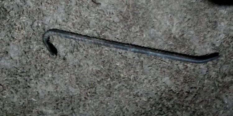 No interior do Amazonas, homem é preso após tentar bater em 'vizinha fofoqueira' com pé de cabra