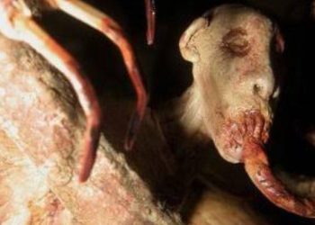 O Monstro do Igarapé do Franco que assustava o Santo Antônio e a o bairro da Glória