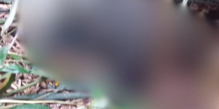 Veja: De joelhos, homem é achado morto com tiros pelo corpo na AM-010