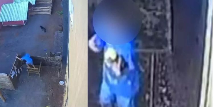 Vídeo: Crianç@ de 9 anos invade clínica veterinária e *squart$ja 23 animais