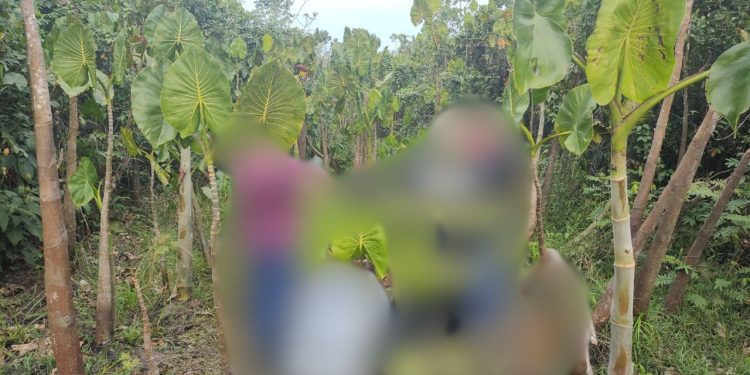 Emboscada: adolescentes esquartejam homem e enterram os pedaços em cova no AM