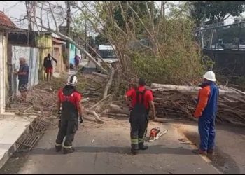 Vídeo: Temporal com ventos fortes derruba árvores e provoca falta de energia em Manaus