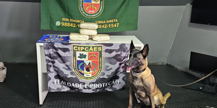 Mulher é presa com mais de cinco quilos de skunk escondidos dentro de mala em Barcelos