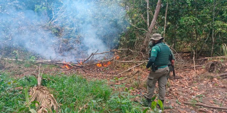 Homem é preso por provocar incêndio em área de mata em Humaitá