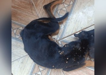 Após denúncia, mulher que deixou  cachorrinho ‘pele e osso’ na zona leste de Manaus é presa
