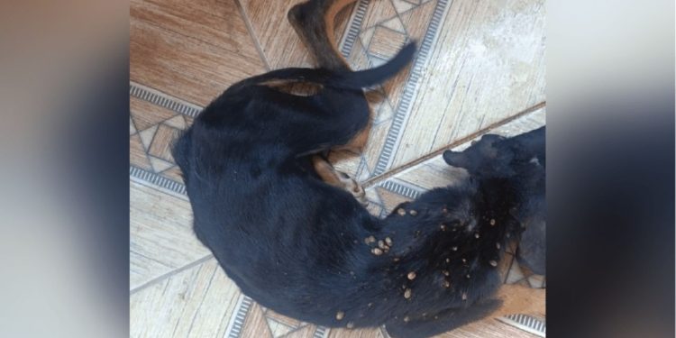 Após denúncia, mulher que deixou  cachorrinho ‘pele e osso’ na zona leste de Manaus é presa