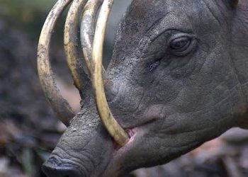 Os queixadas do Dia das Bruxas que destruíram casas em  Santa Etelvina 