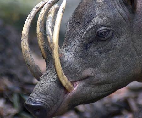Os queixadas do Dia das Bruxas que destruíram casas em  Santa Etelvina 