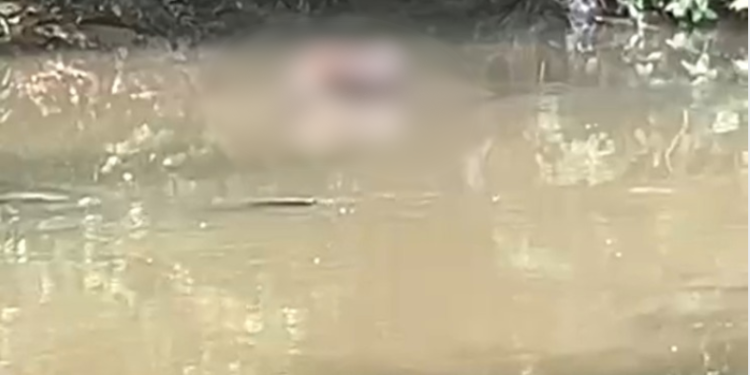 Trabalhadores encontram corpo de homem em igarapé no Parque do Mindú
