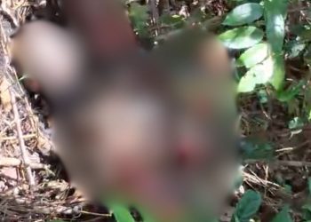 Moradores encontram corpo em decomposição em mata no Jorge Teixeira