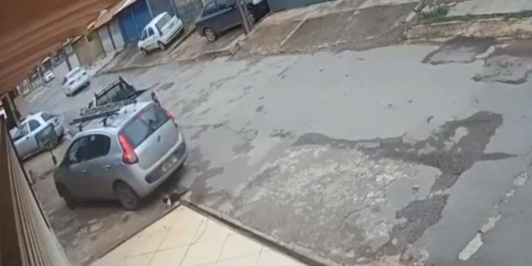 Vídeo: mulher chuta, atropela e mata gato; ela foi presa