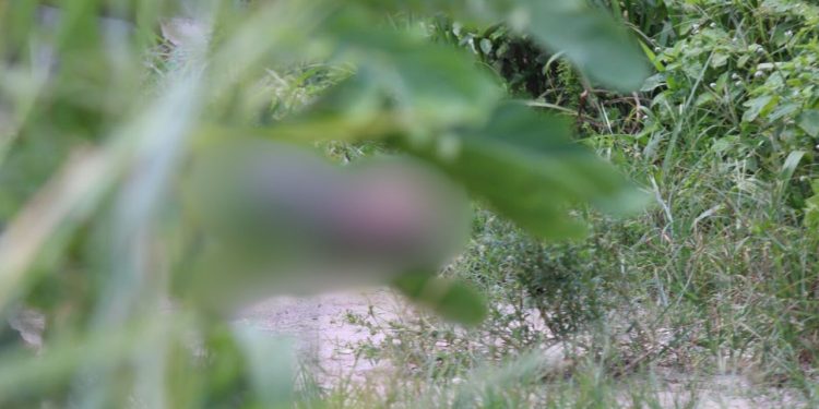 Populares encontram homem morto em área de mata no São José 2