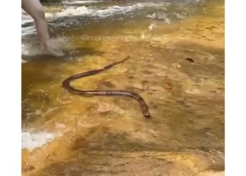 Cobra foge do calor e se joga na cachoeira de Presidente Figueiredo; veja o vídeo