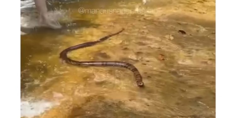 Cobra foge do calor e se joga na cachoeira de Presidente Figueiredo; veja o vídeo