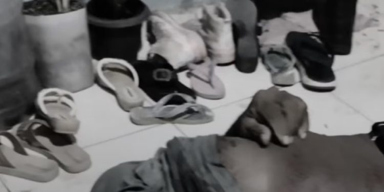 Idoso é mort0 a tiros após desentendimento sobre vaga de estacionamento