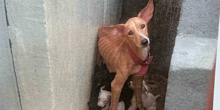 Vídeo: preso homem que deixou cadela com filhotes sem comida e água no bairro Flores