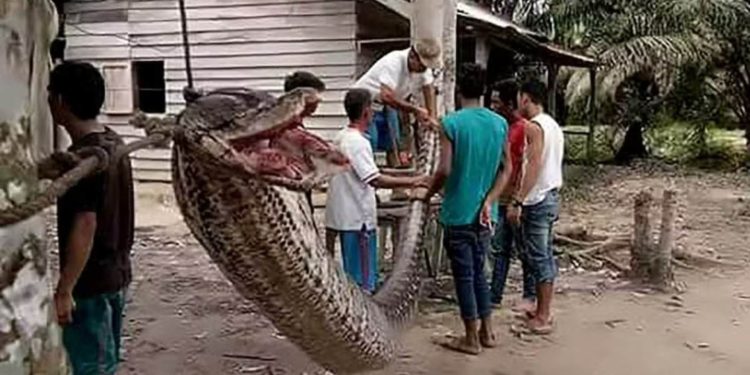 Desaparecido, trabalhador rural é encontrado dentro de uma píton de 7 metros