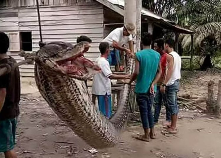 Desaparecido, trabalhador rural é encontrado dentro de uma píton de 7 metros
