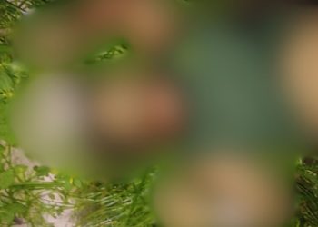 Dupla aborda homem no Novo Aleixo e o mata com tiros na cabeça