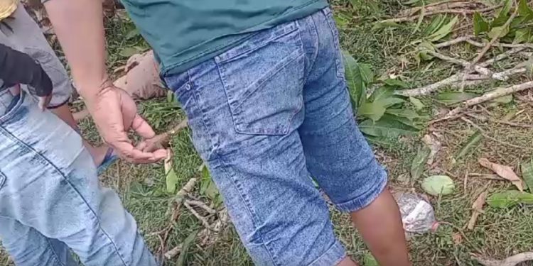 Ventania forte em Manacapuru derruba árvore em cima de homem