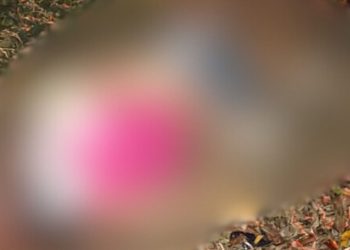 Com mãos e pés amarrados, mulher é morta com tiro na cabeça em Manaus