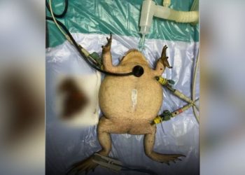 Sapo tem boca colada com cabelo dentro em ritual; veja vídeo