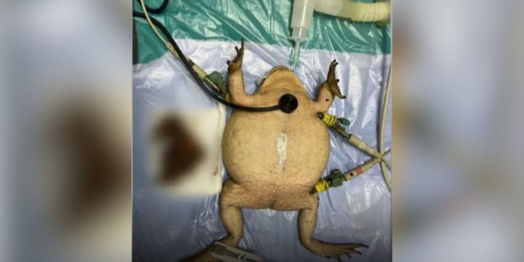 Sapo tem boca colada com cabelo dentro em ritual; veja vídeo