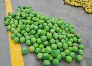 Cocaína disfarçada de limões é apreendida em Coari 