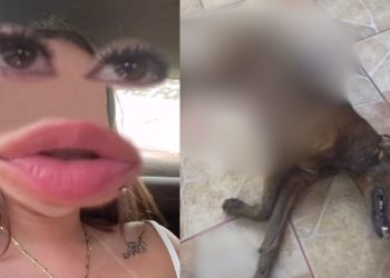 Sobrinha denuncia a tia por matar cachorro esfaqueado no interior do Amazonas