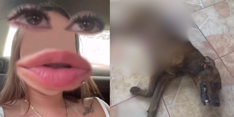 Sobrinha denuncia a tia por matar cachorro esfaqueado no interior do Amazonas