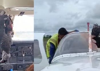 Durante voo, urubu bate em avião e fica pendurado na cabine do piloto no interior do Amazonas