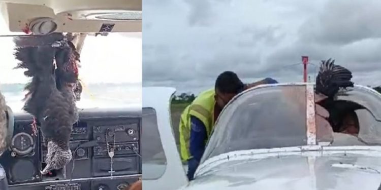 Durante voo, urubu bate em avião e fica pendurado na cabine do piloto no interior do Amazonas