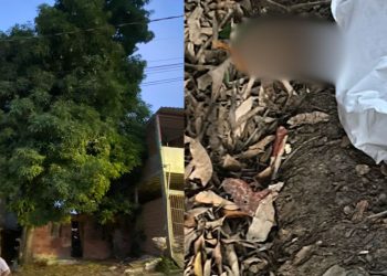 Ao subir em árvore, homem perde o equilíbrio e morre após fraturar a cabeça em Manaus