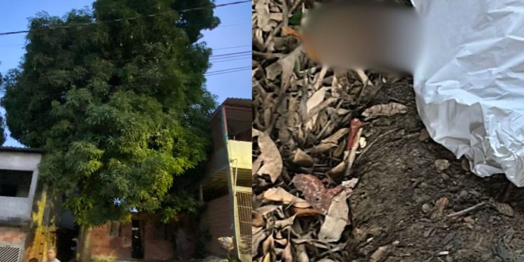 Ao subir em árvore, homem perde o equilíbrio e morre após fraturar a cabeça em Manaus