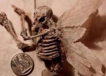 Encontrados esqueletos de fada na Reserva Ducke, do Inpa