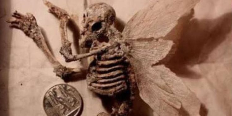 Encontrados esqueletos de fada na Reserva Ducke, do Inpa