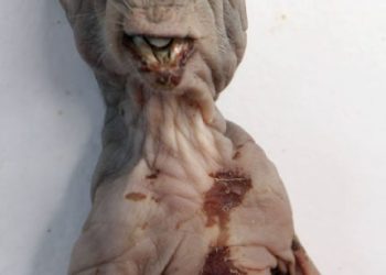 Filhote de Mapinguari encontrado em Manaus era um ET, diz ufólogo