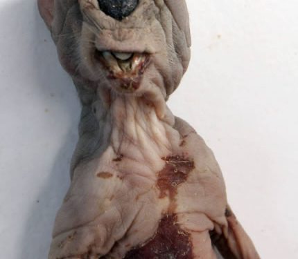 Filhote de Mapinguari encontrado em Manaus era um ET, diz ufólogo