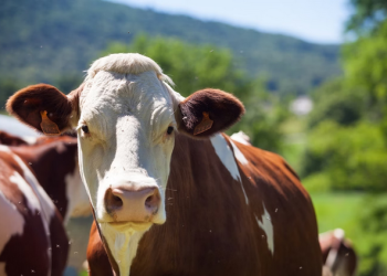 Homem tenta estuprar vaca, leva coice e morre com camisinha no pênis