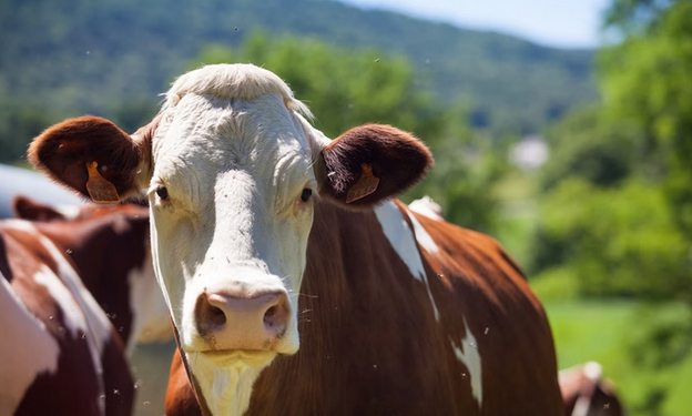 Homem tenta estuprar vaca, leva coice e morre com camisinha no pênis