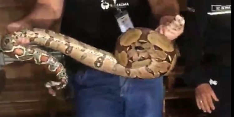 Vídeo: cobra é encontrada em almoxarifado de loja de shopping de Manaus