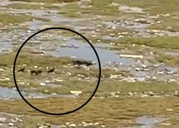 Vídeo: corpo sem cabeça e sem braços é encontrado em igarapé do São Raimundo