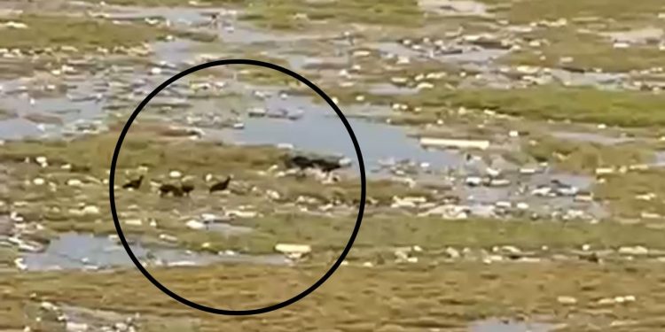 Vídeo: corpo sem cabeça e sem braços é encontrado em igarapé do São Raimundo