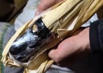 Polícia aprende oxi em formato de espiga de milho em embarcação no AM