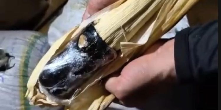 Polícia aprende oxi em formato de espiga de milho em embarcação no AM