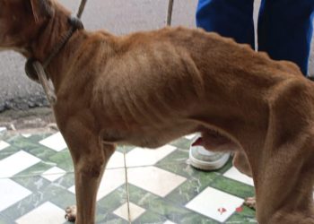 Mulher é presa em flagrante por maus-tratos a cachorro caramelo no Japiim