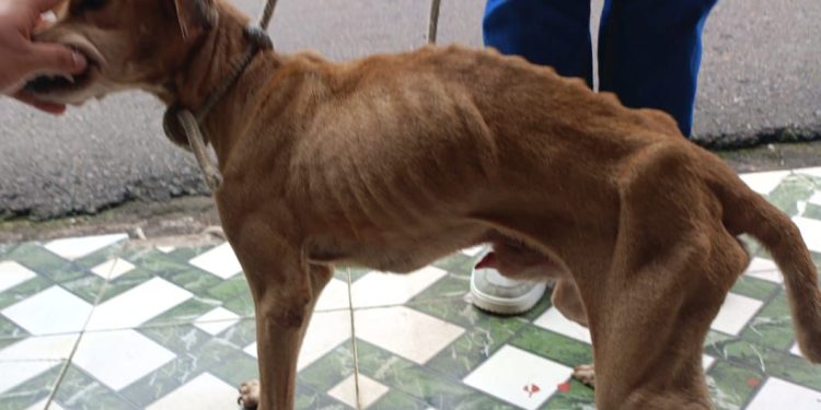 Mulher é presa em flagrante por maus-tratos a cachorro caramelo no Japiim