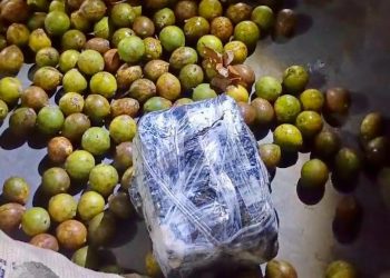 Polícia encontra maconha escondida em sacas de tucumã no AM